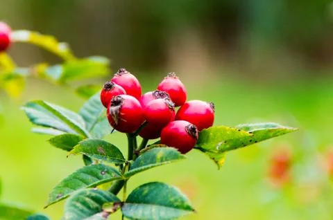 Rosehip in the Fall 1 Stock Photos