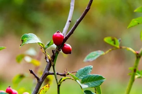 Rosehip in the Fall 2 Stock Photos