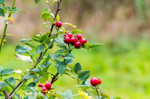 Rosehip in the Fall Stock Photos