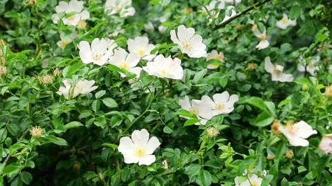 Rosehip flower Stock Footage 109559040