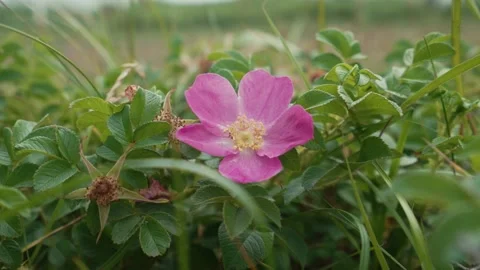 Rosehip flower Stock Footage 169982156