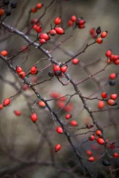 Rosehip flower Фото