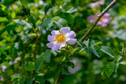 The Rosehip flower Stock Photos