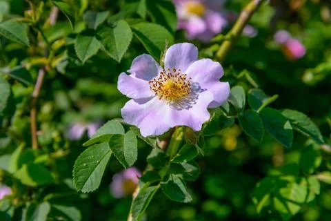 The Rosehip flower Stock Photos