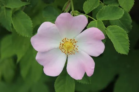 Rosehip flowers on a bush Stock Photos