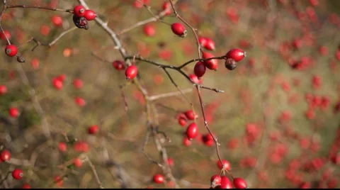 Rosehip 库存影片 890805