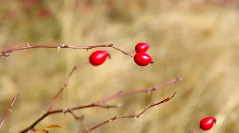 Rosehip Stock Footage 32145881