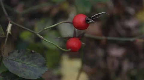 Rosehip Stock Footage 43943783