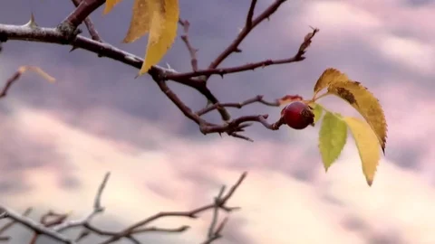 Rosehip Video stock 75185718