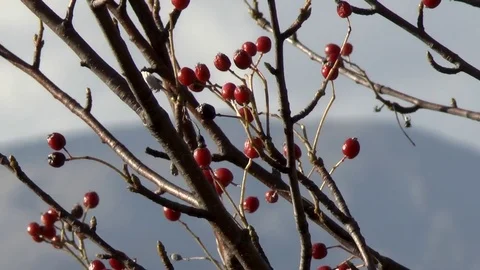 Rosehip Video stock 75750779