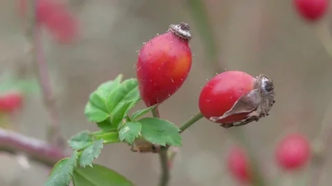 Rosehip 스톡 동영상 82817001