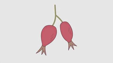 Rosehip Stock Footage 337305650