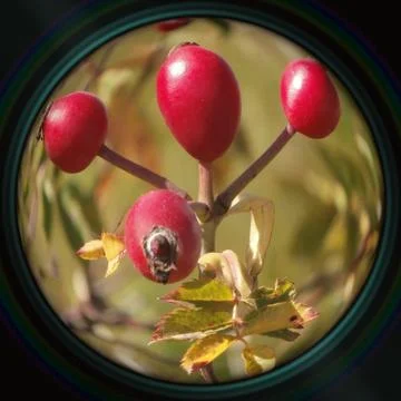 Rosehip fruit in objective lens Stock Photos