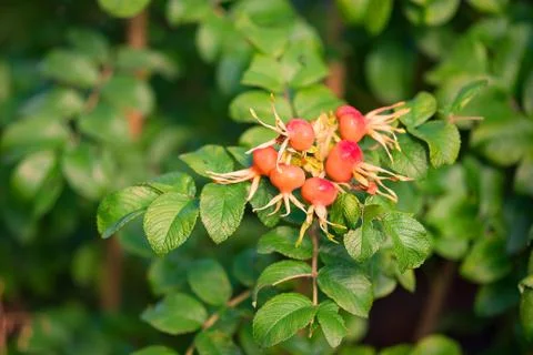 Rosehip fruit Stock Photos