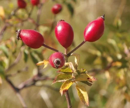 Rosehip fruit 写真素材