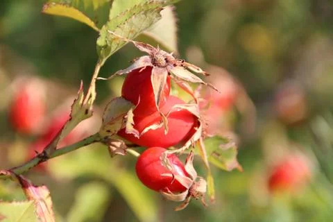 Rosehip fruit Stock Photos
