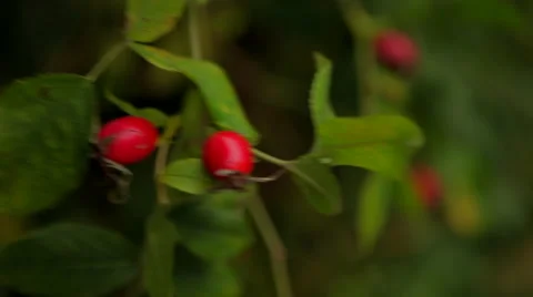Rosehip garden Stock Footage 41434170