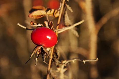 A rosehip growing on decayed branches Stock Photos