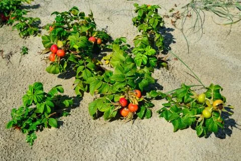 Rosehip grows on the sand Stock Photos