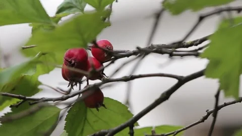 Rosehip hanging on a branch Video stock 194571016