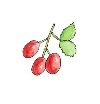Rosehip, isolated on a white background. Stock Illustration