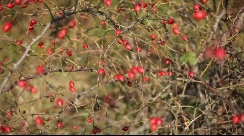 Rosehip landscaping Stock Footage 921034