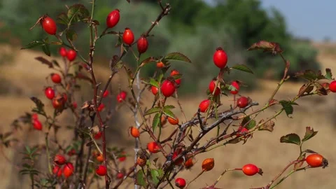 Rosehip -maturing fruit, red rosehip berries on the branches to make rosehip  Stock Footage 140098019