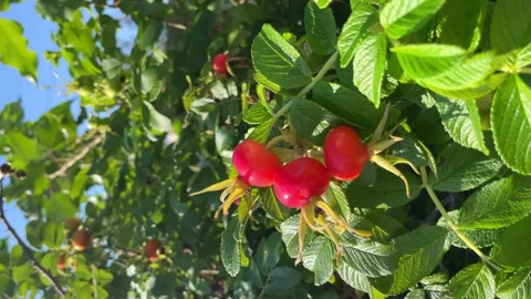 Rosehip medicinal berry, red oval rosehip Stock Footage 252117105