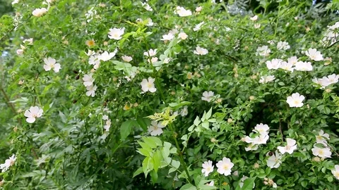 Rosehip in the nature. Stock Footage 109558708
