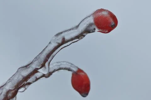 Rosehip Stock Photos