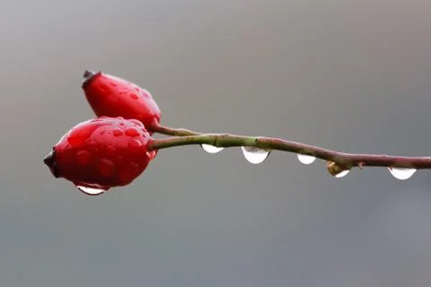 Rosehip Stock Photos