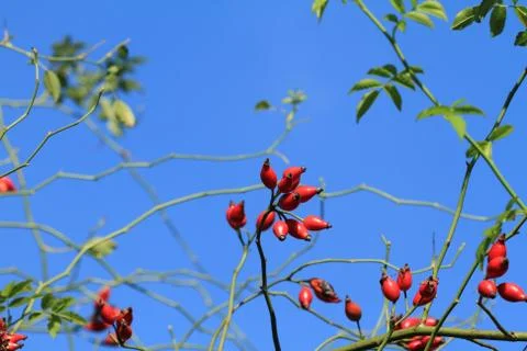 Rosehip Stock Photos