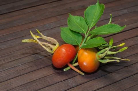 Rosehip Stock Photos