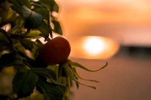 Rosehip Stock Photos