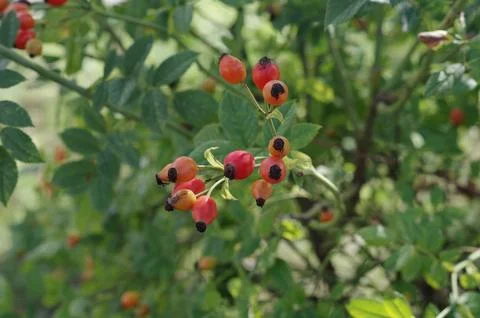 Rosehip 库存照片