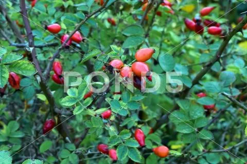 Rosehip shrub with ripened fruits. Medicinal plant. Harvest rosehips. Stock Photos
