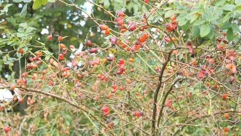 Rosehip in  slow motion Stock Footage 116999389