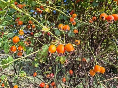 Rosehip in the tree in summer Stock Photos