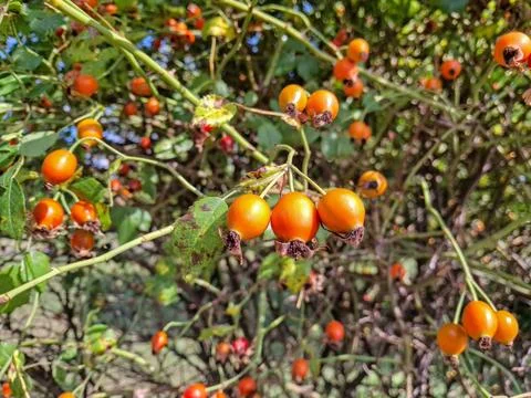 Rosehip in the tree in summer Stock Photos
