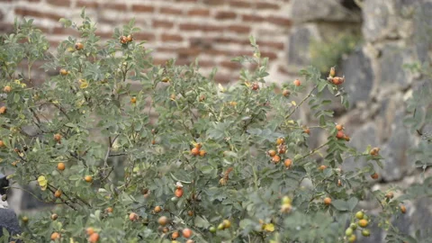 Rosehip tree swaying in the wind Stock Footage 218622196
