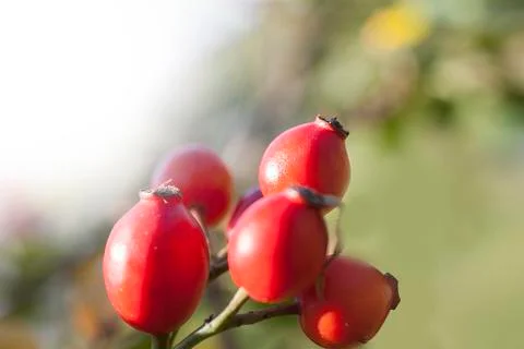 Rosehip on a twig Stock Photos
