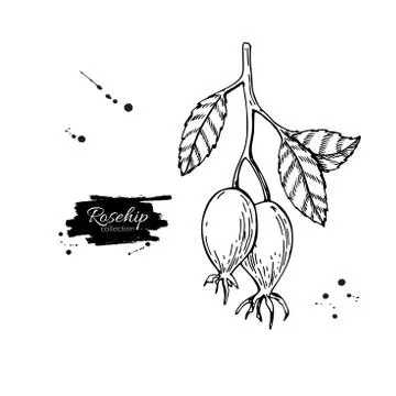 Rosehip vector drawing. Isolated berry branch sketch on white ba Stock Illustration