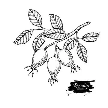 Rosehip vector drawing. Isolated berry branch sketch on white ba Stock Illustration