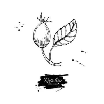 Rosehip vector drawing. Isolated berry branch sketch on white ba Stock Illustration