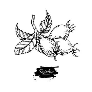 Rosehip vector drawing. Isolated berry branch sketch on white ba Stock Illustration