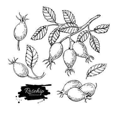 Rosehip vector drawing. Isolated berry branch sketch on white ba Stock Illustration