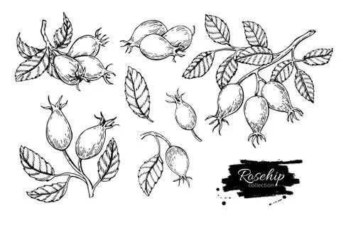 Rosehip vector drawing. Isolated berry branch sketch on white ba Stock Illustration