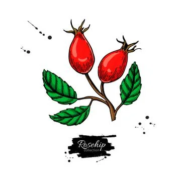 Rosehip vector drawing. Isolated berry branch sketch on white background. Summer Stock Illustration
