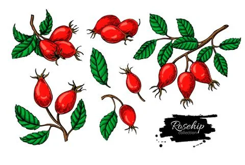 Rosehip vector drawing set.. Isolated berry branch sketch on white background. Stock Illustration