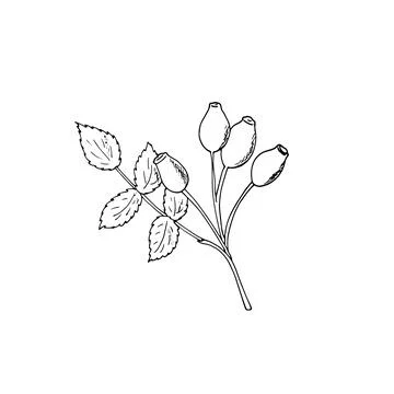 Rosehip vector drawing. Sketch of branch with rosehip fruit and leaves. Han.. Stock Illustration